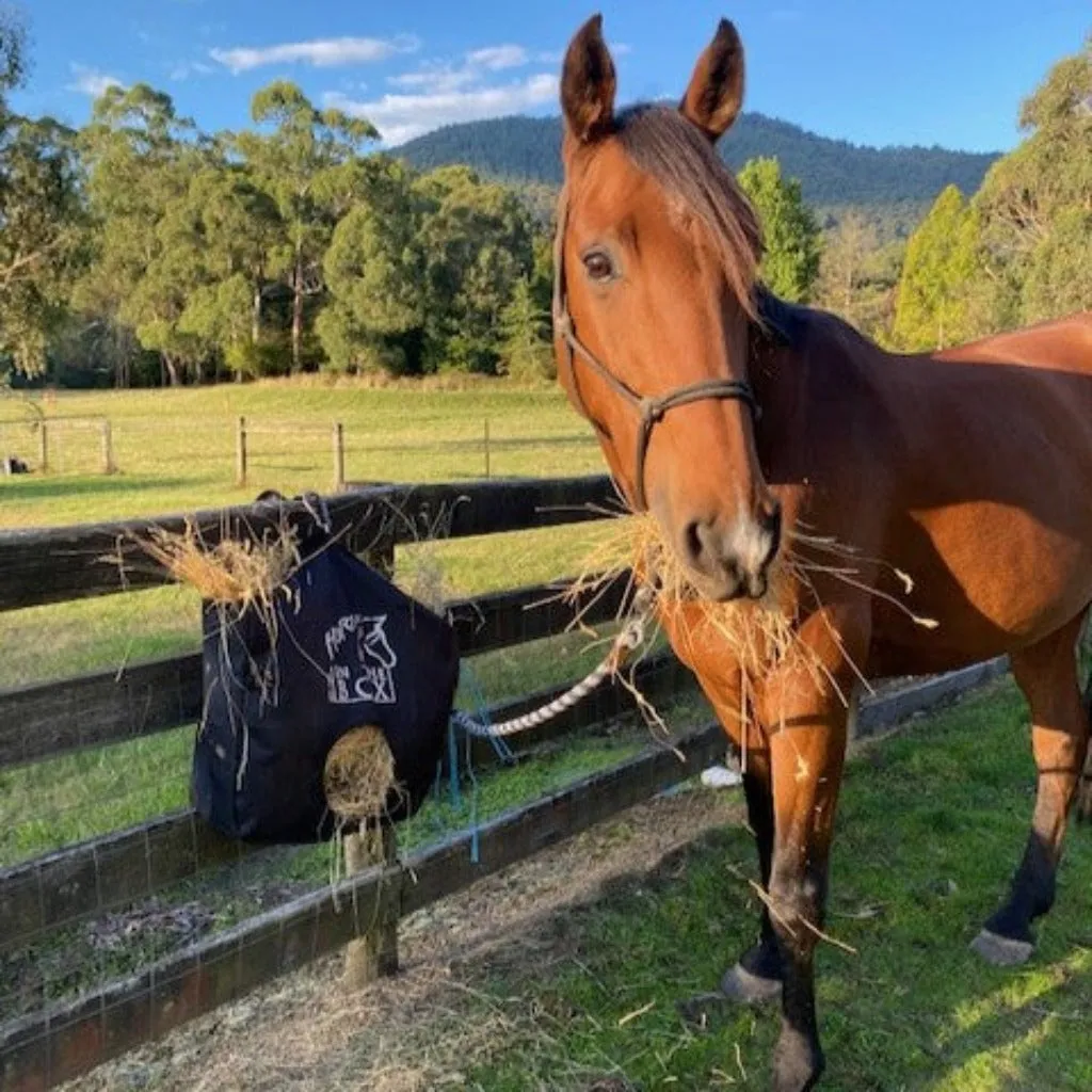 Horse in the Box Hay Bag